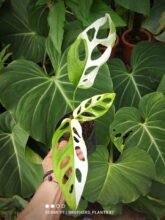 Monstera Adansonii Japan Variegated Good Roots #exclusive #wholesale