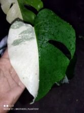 Monstera Albo Halfmoon Variegated [ 1 Leaf ] Rooted #wholesale and #retail2