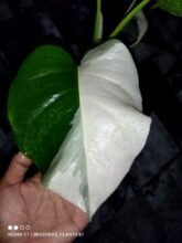 Monstera Albo Halfmoon Variegated [ 1 Leaf ] Rooted #wholesale and #retail2