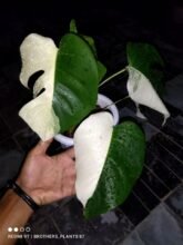 Monstera Albo Halfmoon Variegated3