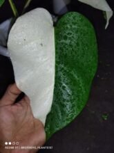 Monstera Albo Halfmoon Variegated [ 2 Leaves ] Rooted #wholesale #retail..!!