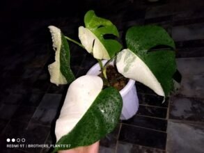 Monstera Albo Halfmoon Variegated3