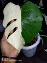 Monstera Albo Halfmoon Variegated3