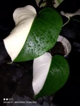 Monstera Albo Halfmoon Variegated3