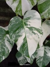 Monstera Albo Variegated Rooted [ 1 Leaf ]