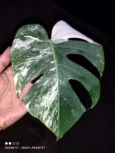 Monstera Albo Variegated Rooted [ 1 Leaf ]