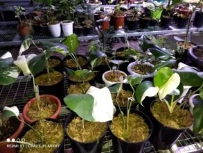 Monstera Albo Variegated Rooted [ 2 Leaves ] #wholesale and #retail…!!4