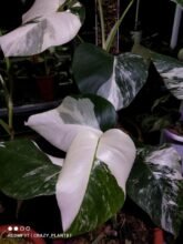 Monstera Albo Variegated Rooted [ 2 Leaves ] #wholesale and #retail…!!4