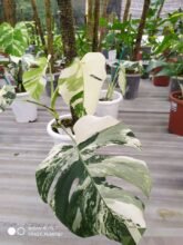 Monstera Albo White Tiger Variegated Roote [ 2 – 3 Leaves ] #wholesale #ebay_uk