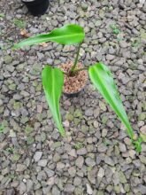 Monstera Burle marx Flame