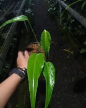 Monstera Burlemarx Flame