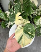 Monstera Cremme Brulee Variegated + Free