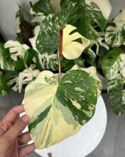 Monstera Cremme Brulee Variegated + Free