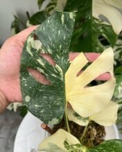 Monstera Cremme Brulee Variegated + Free