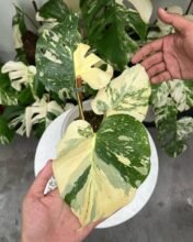 Monstera Cremme Brulee Variegated + Free