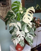 Monstera Deliciosa