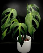 Monstera Dilacerata1