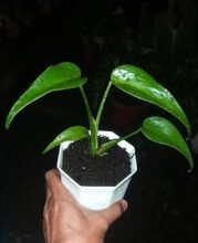 Monstera Dilacerata1