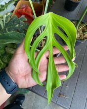 Monstera Dilacerata1