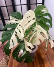 1Monstera King Deliciosa White Variegated [ Big Size