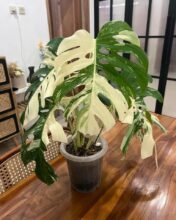 1Monstera King Deliciosa White Variegated [ Big Size