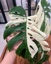 1Monstera King Deliciosa White Variegated [ Big Size