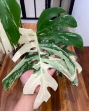 1Monstera King Deliciosa White Variegated [ Big Size