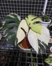 Monstera White Mint Variegated Real Pict #monsterawhitemint #asia #ebay_uk #uk