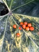 One Seed Anthurium pterodactyl Variegated