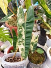 Philodendron Billietiae Variegated 1-2 leaves