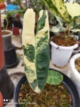 Philodendron Billietiae Variegated 1-2 leaves