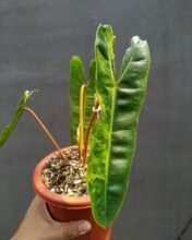 Philodendron Billietiae Variegated 2-3 leaves