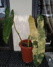 Philodendron Billietiae Variegated 2 leaves1