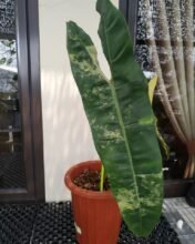 Philodendron Billietiae Variegated 2 leaves1