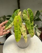 Philodendron Billietiae Variegated 5 leaves