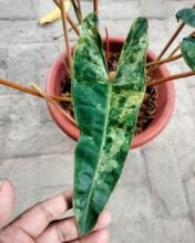 Philodendron Billietiae Variegated 7 leaves + FREE MYSTERY PLANT…!! #asia #uk