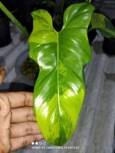 Philodendron Bipennifolium Violin Variegated Good Roots + Free Phyto #cute