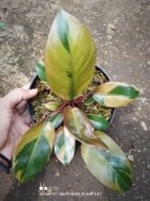 Philodendron Black Cardinal Variegated Good Rooted