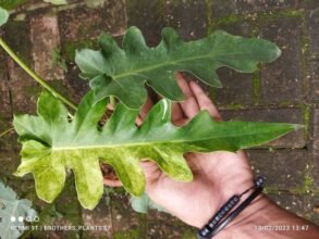 Philodendron Bob Cee Variegated 5