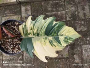 Philodendron Caramel Marble Variegated [ 1-2 Leaves] Good Rooted #ebay_uk #uk