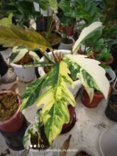 Philodendron Caramel Marble Variegated