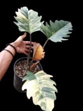 Philodendron Caramel Marble Variegated [ Big Size ] #luxury