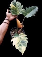 Philodendron Caramel Marble Variegated [ Big Size ] #luxury