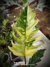 Philodendron Caramel Marble Variegated