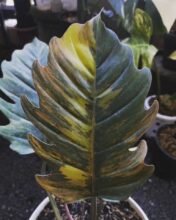 Philodendron Caramel Marble Variegated12345