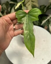 Philodendron Golden Dragon Variegated jiw