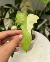 Philodendron Golden Dragon Variegated jiw