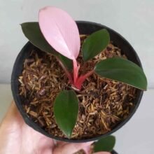 Philodendron Pink Congo with Phytosanitary DHL Express