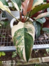 Philodendron Red Imperial Variegated [ Rare Plant Exclusive ] #uk #ebaysg