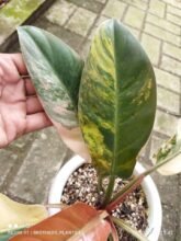 Philodendron Red Imperial Variegated [ Rare Plant Exclusive ] #uk #ebaysg